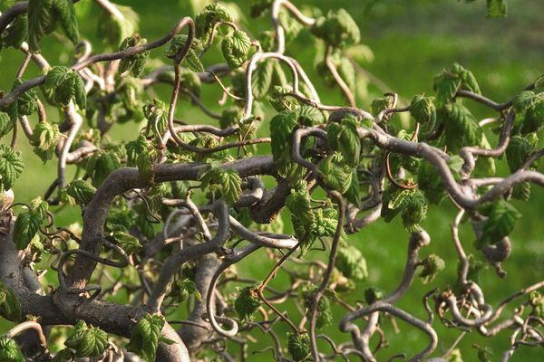 Peikonp&auml;hkin&auml;